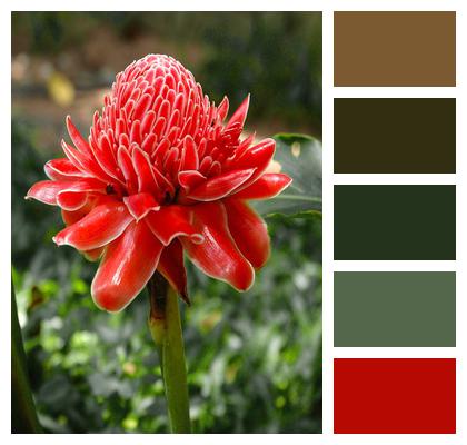 Flower Wallpaper Blossom Torch Ginger Image